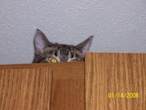 Kitty on the cupboards