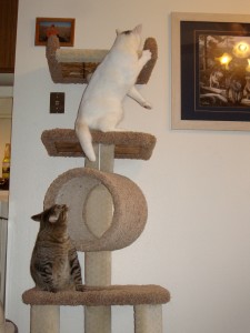 New Cat Tree